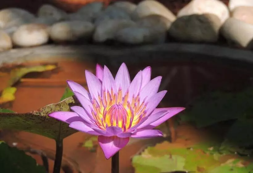 Sea Shades Palolem Resort