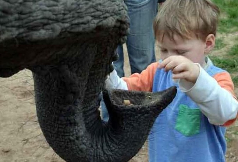 بنسيون Elephant Country Guest House