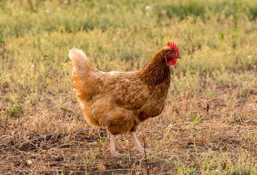 فندق ريفى Agriturismo Casale Degli Ulivi Alghero