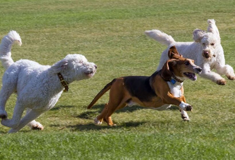 Magnuson Hotel Country Inn