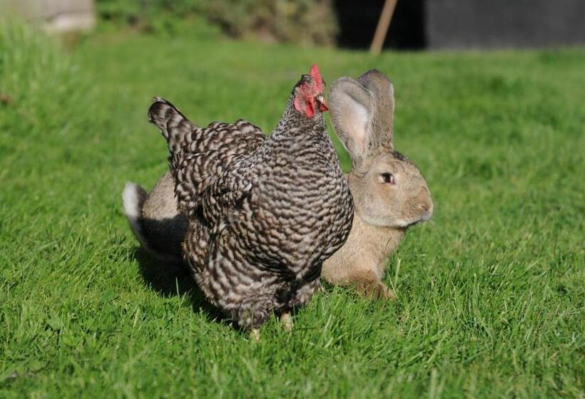 Bed and Breakfast Casa Tranquila