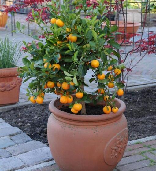 Bed and Breakfast Casa Tranquila