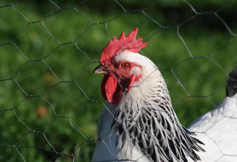 Bed and Breakfast Casa Tranquila