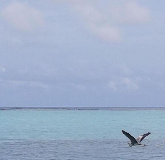 پانسیون Alesara Guest House