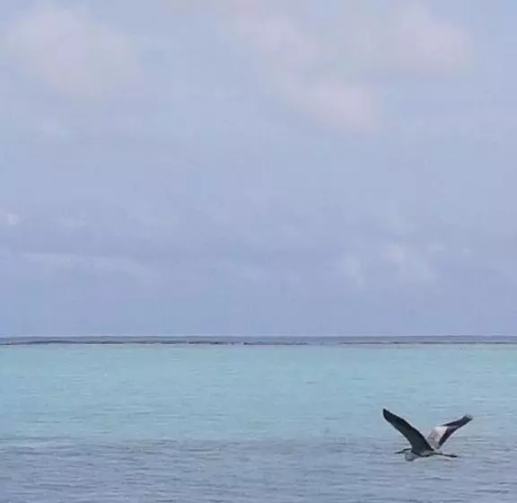 پانسیون Alesara Guest House