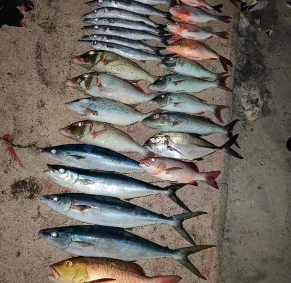 پانسیون Alesara Guest House