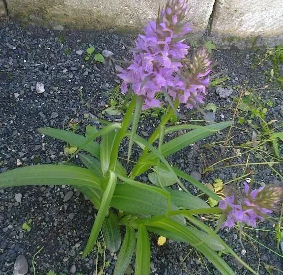 پانسیون Guesthouse Ilisu