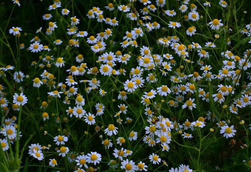 مبيت وإفطار El Tramway Casa Antigua De Campo