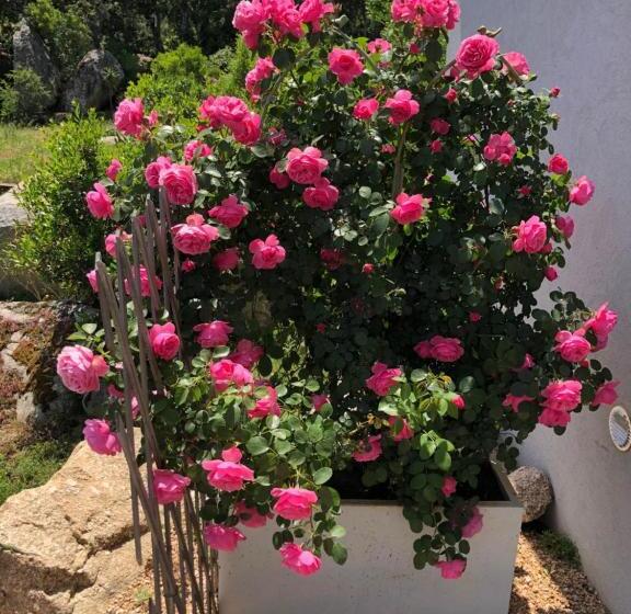 פנסיון A Camerina