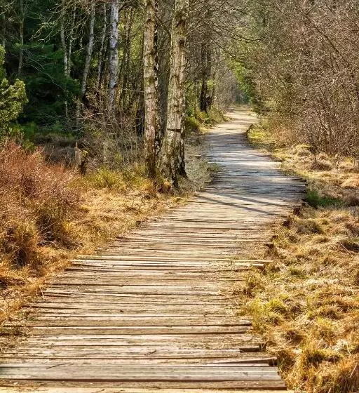 Boarding & House T24