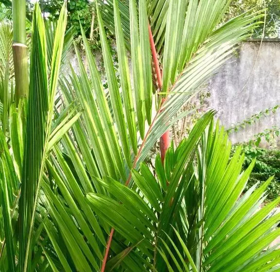 Uyana Boutique Hotel And Retreat Adults Only