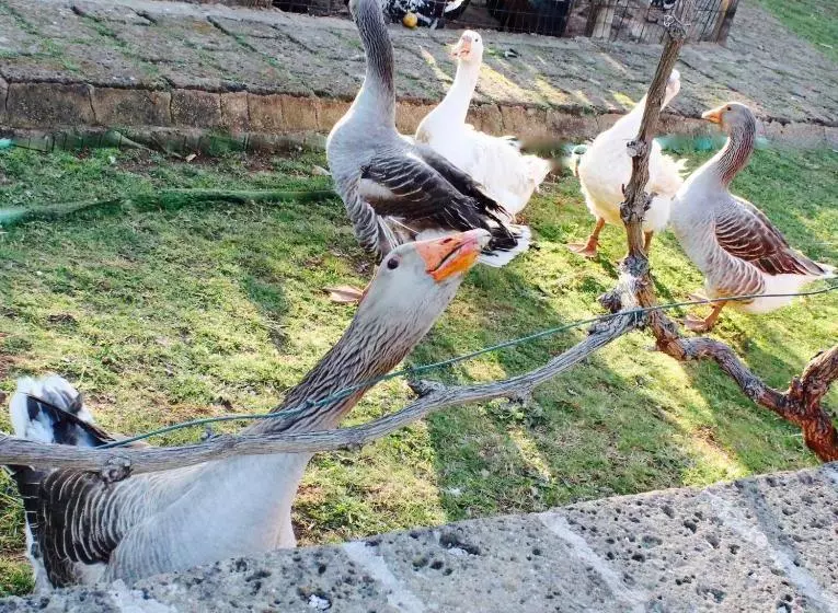 Hotelli Masseria Provenzani