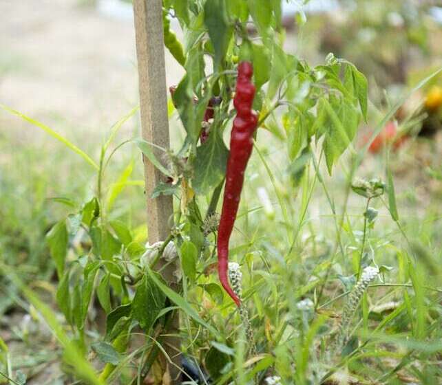 בית מלון כפרי Pharos Boutique