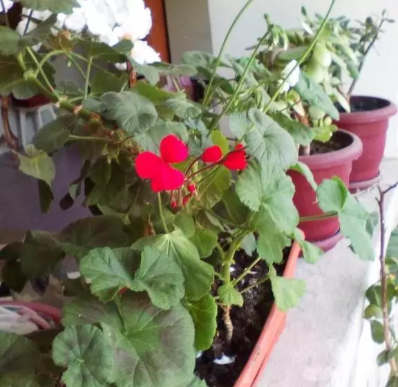 پانسیون Kapana