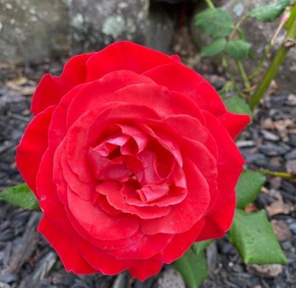 Bed and Breakfast Quail Lodge