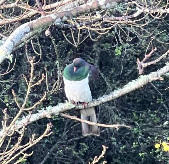 Bed and Breakfast Quail Lodge