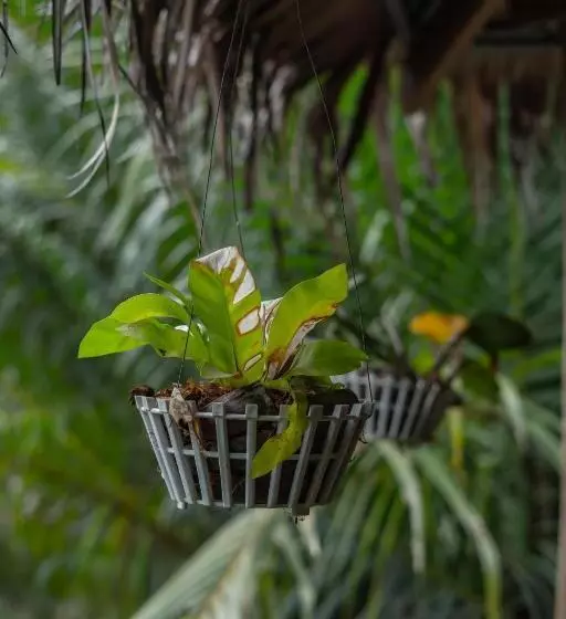 پانسیون Nary Garden