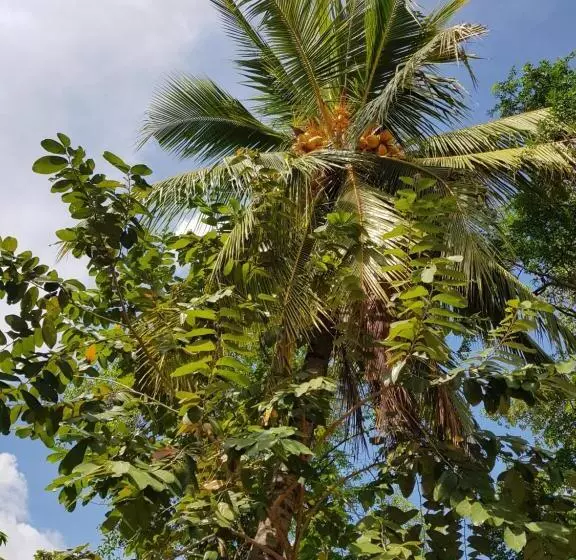 Majatalo Nimal S Home