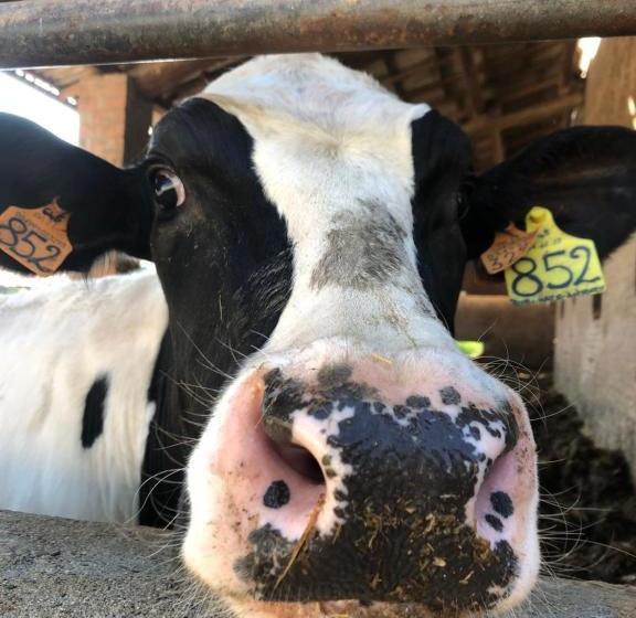 New Flowers Farm B&b