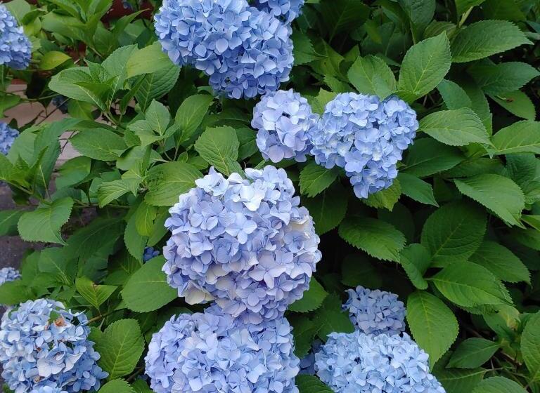 Hotelli Rolling Brook Inn