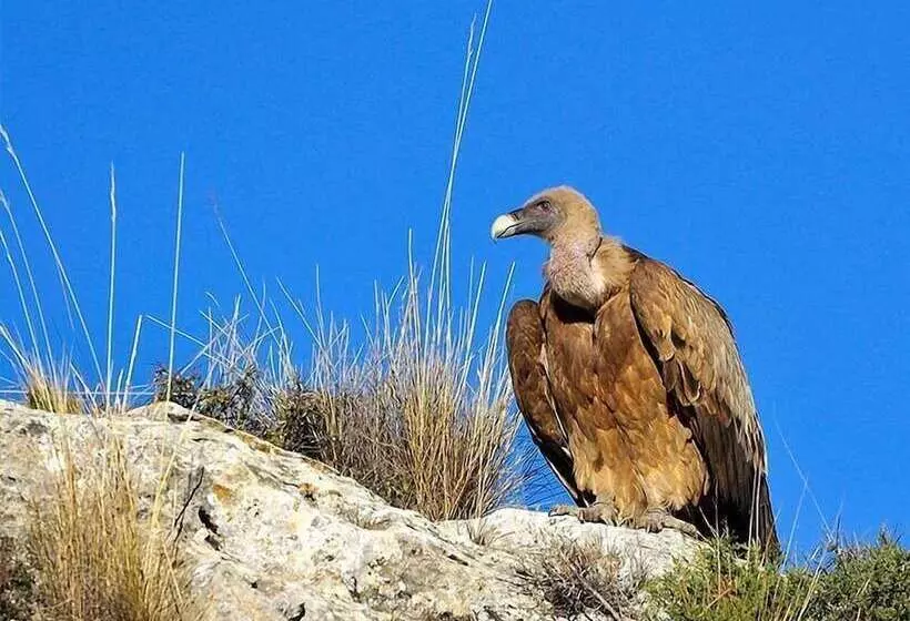 Majatalo Hostal Restaurante Taibilla
