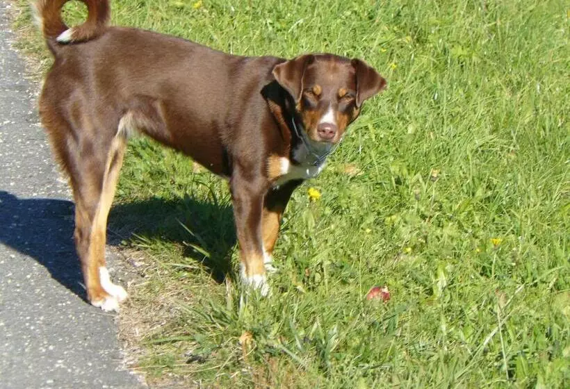 Hotelli Bauernhof Bachrain