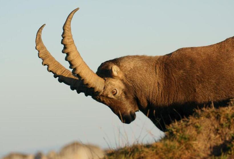 בית מלון כפרי Zeit & Traum