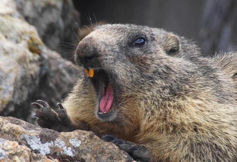 בית מלון כפרי Zeit & Traum