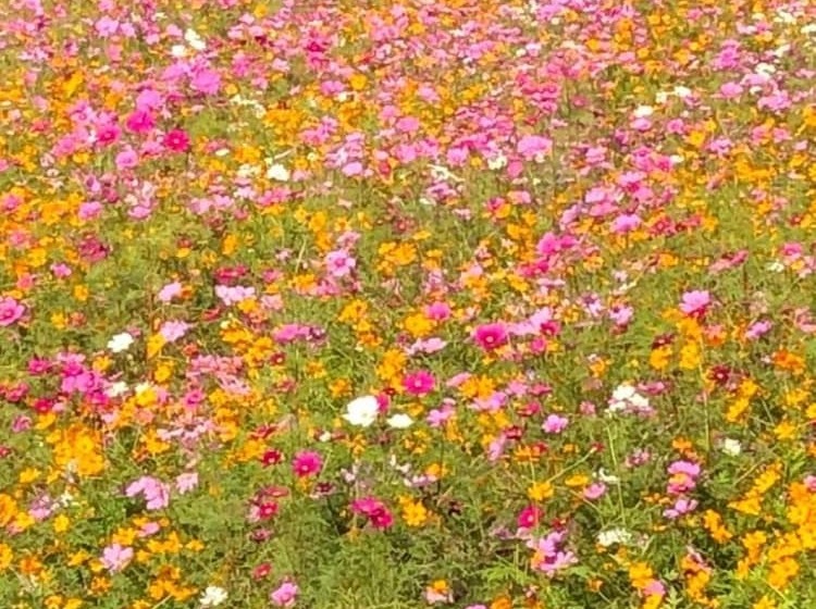 פנסיון Yamanobenomichi Teku Teku