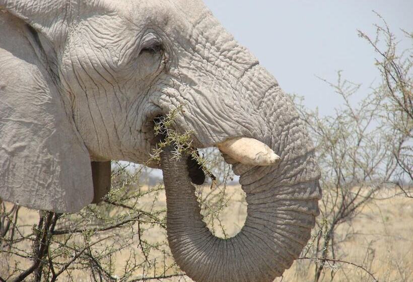 پانسیون Onduri Lodge   In Okaukuejo