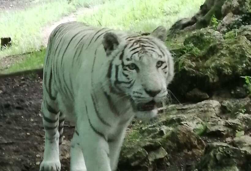 פנסיון Le Tulipier De Virginie