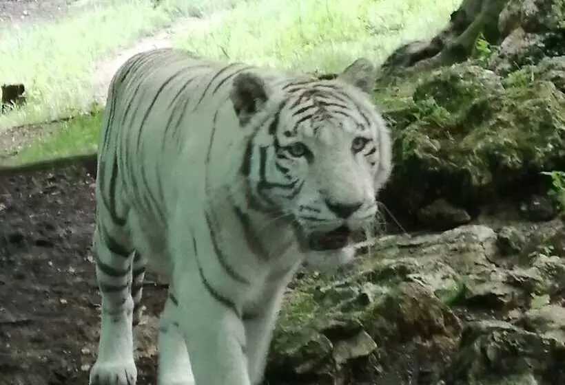 Majatalo Le Tulipier De Virginie