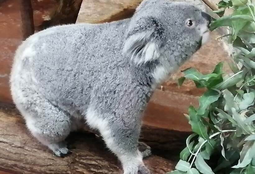 פנסיון Le Tulipier De Virginie