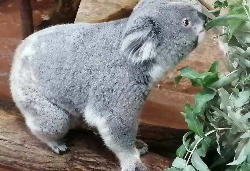 Majatalo Le Tulipier De Virginie