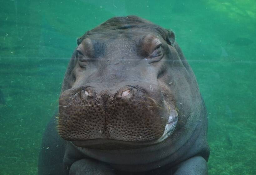 פנסיון Le Tulipier De Virginie