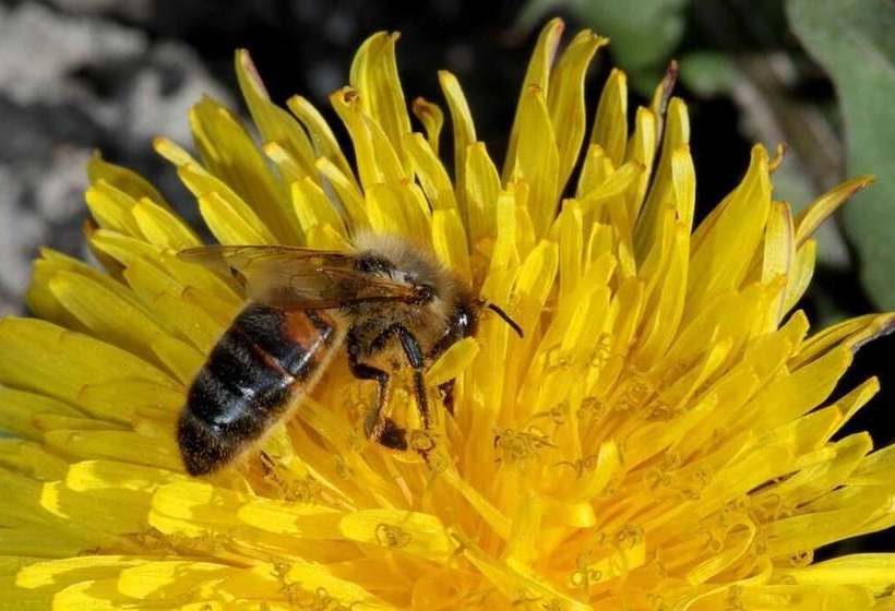 צימר La Ferme Des Buissons