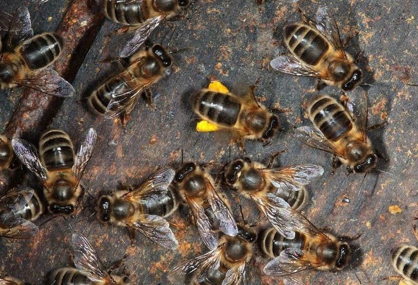 צימר La Ferme Des Buissons