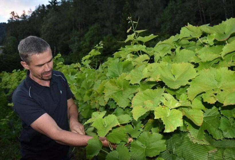 Отель Chalet & Appartement Zingerlehof Trens