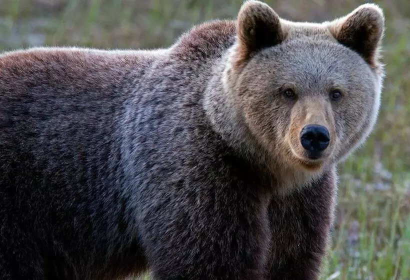 Majatalo Basecamp Oulanka