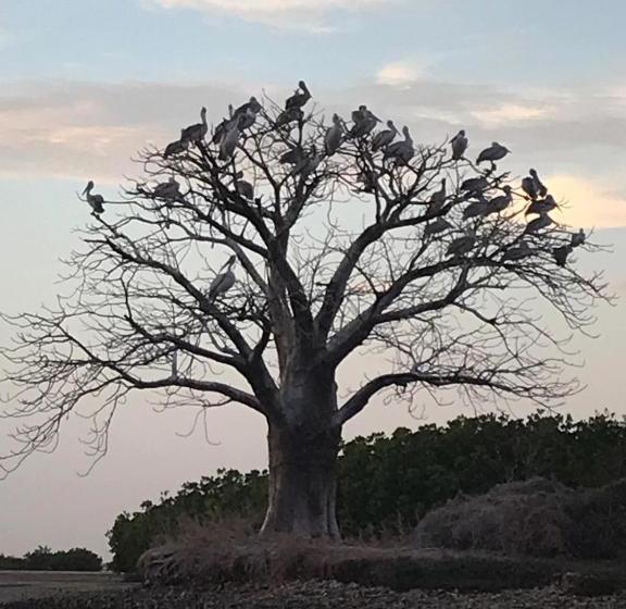 هتل Le Kinkéliba Lodge