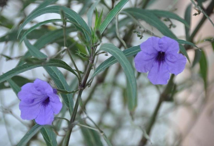 هتل Le Kinkéliba Lodge