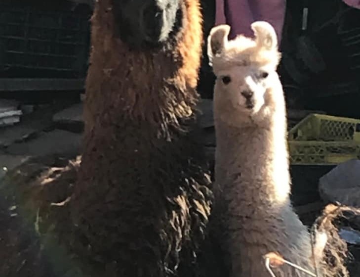 בית מלון כפרי Eco Lodge El Andinista