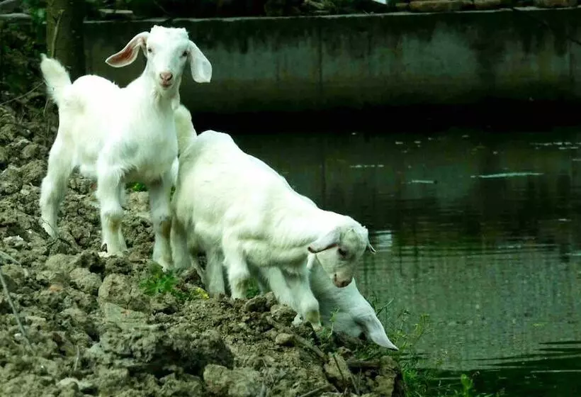 پانسیون Csdy Guesthouse