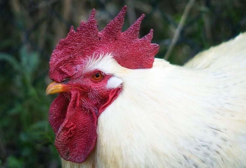 هتل روستایی Ecotara Canary Islands