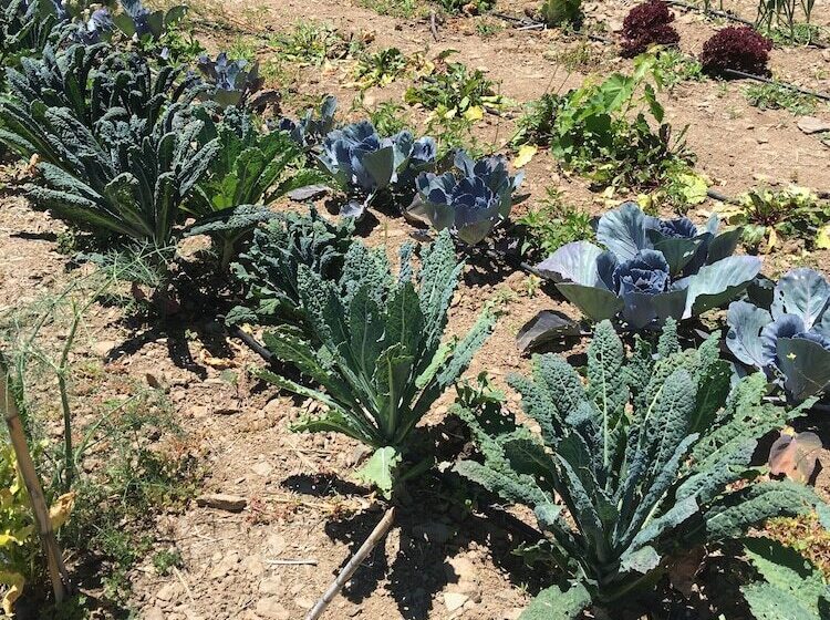 هتل روستایی Ecotara Canary Islands