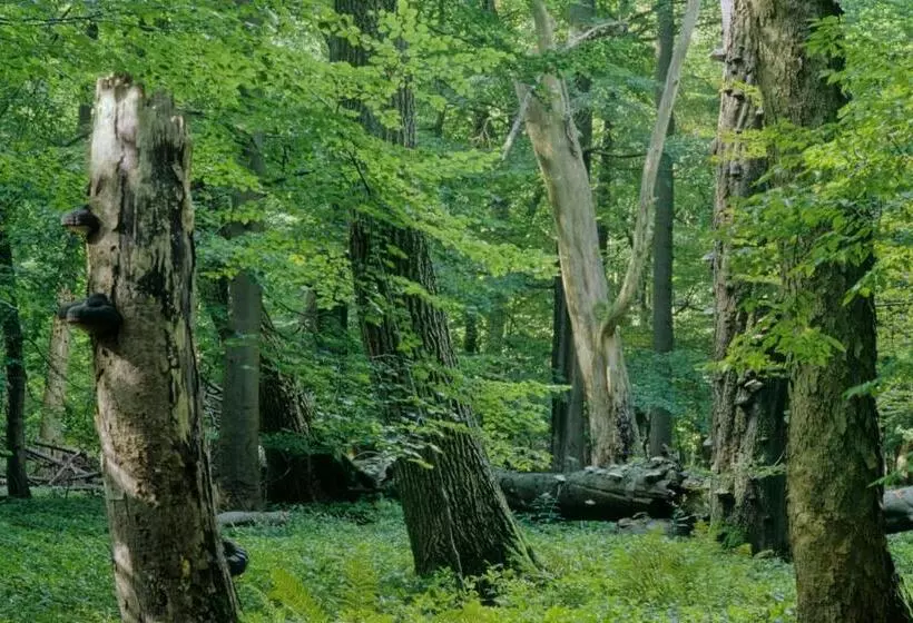 Pension Bergstube
