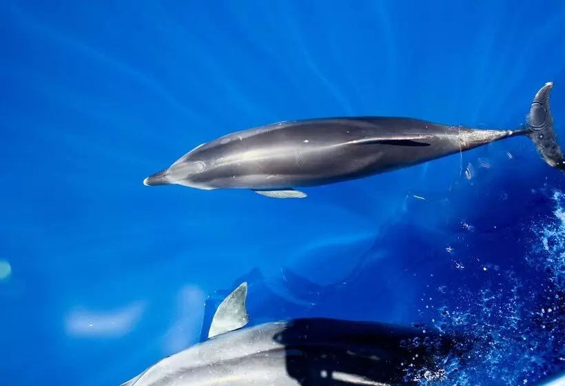 Penthouse Caniço De Baixo