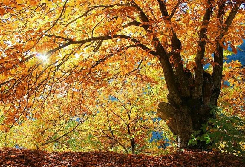 Apartment Frasquita Boa