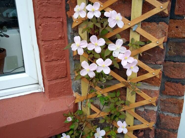 بنسيون Guest House