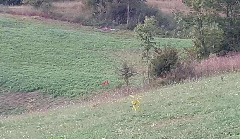 پانسیون Guesthouse Blazenka Hodak